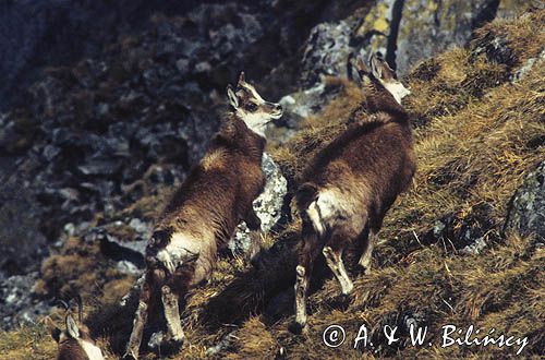 Kozica, kozica północna, Rupicapra rupicapra, Tatry