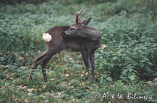 sarna koziołek samiec kozioł Capreolus capreolus