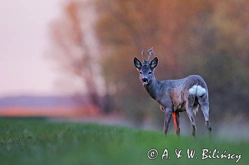 sarna samiec koziołek, Capreolus capreolus