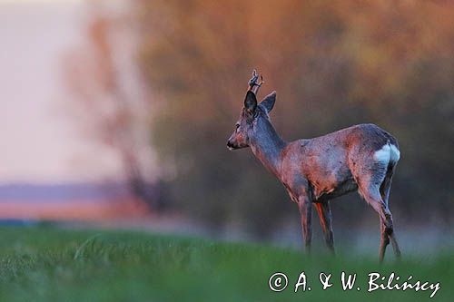 sarna samiec koziołek, Capreolus capreolus