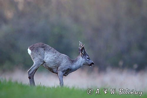 sarna samiec koziołek, Capreolus capreolus