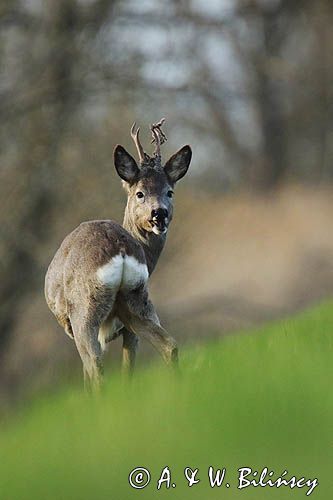 sarna samiec koziołek, Capreolus capreolus