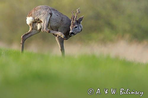 sarna samiec koziołek, Capreolus capreolus