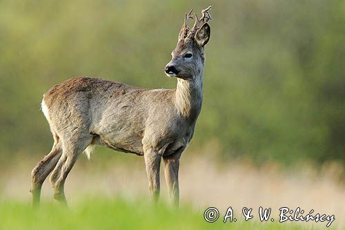 sarna samiec koziołek, Capreolus capreolus
