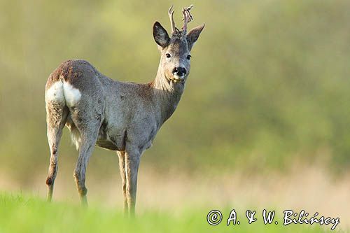 sarna samiec koziołek, Capreolus capreolus