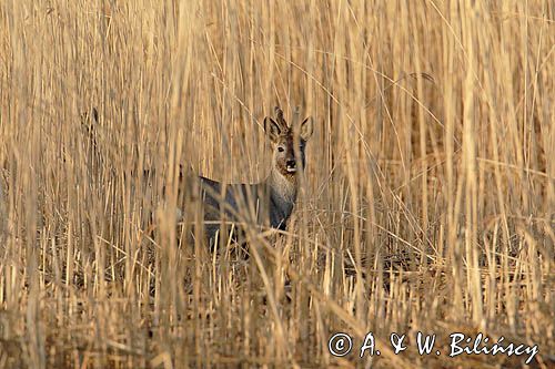 sarna samiec koziołek, Capreolus capreolus