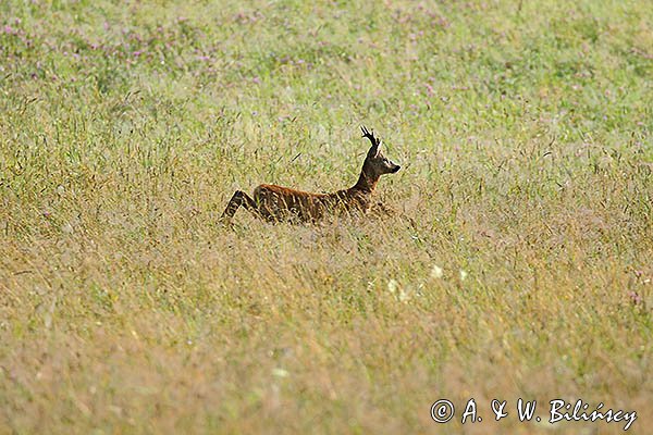 Sarna, Capreolus capreolus, koziołek