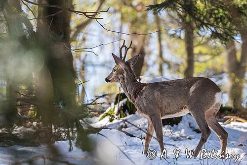 sarna, Capreolus capreolus, samiec, koziołek