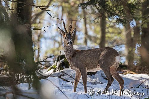 sarna, Capreolus capreolus, samiec, koziołek
