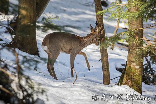 sarna, Capreolus capreolus, samiec, koziołek