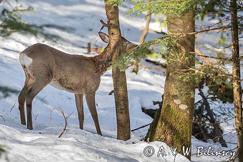 sarna, Capreolus capreolus, samiec, koziołek