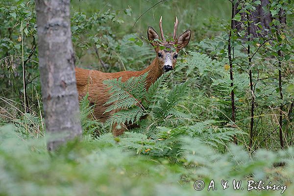 koziołek, samiec sarny, Capreolus capreolus