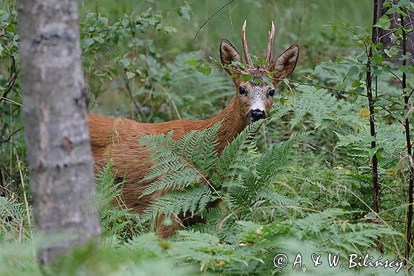 koziołek, samiec sarny, Capreolus capreolus