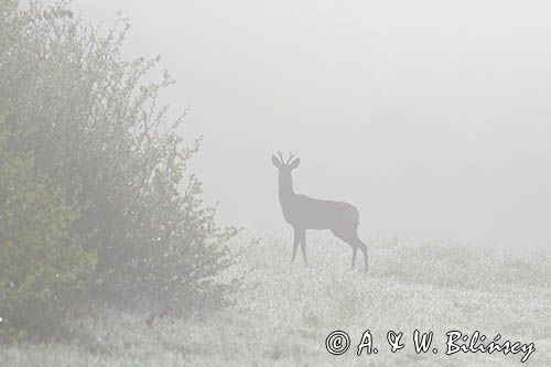 sarna samiec koziołek, Capreolus capreolus