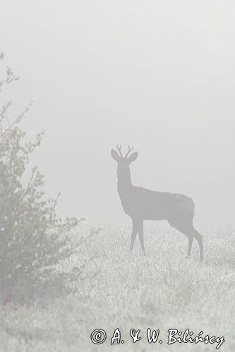 sarna samiec koziołek, Capreolus capreolus