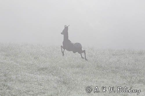 sarna samiec koziołek, Capreolus capreolus