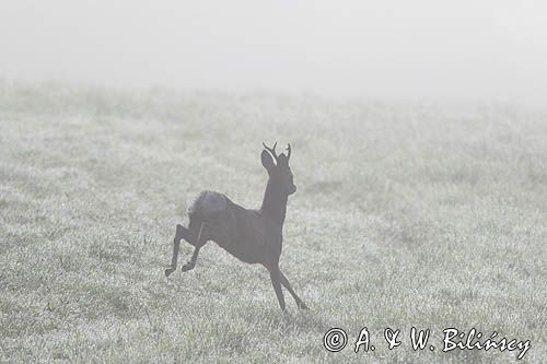 sarna samiec koziołek, Capreolus capreolus