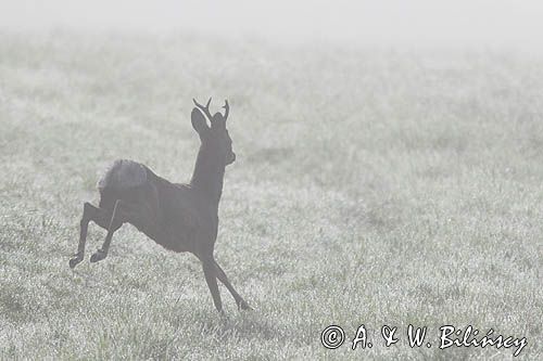 sarna samiec koziołek, Capreolus capreolus