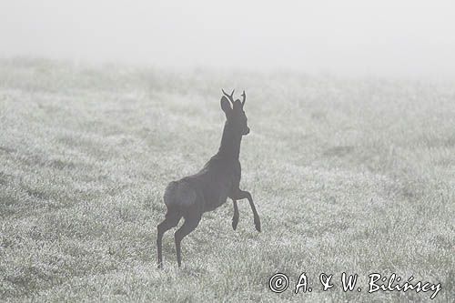 sarna samiec koziołek, Capreolus capreolus