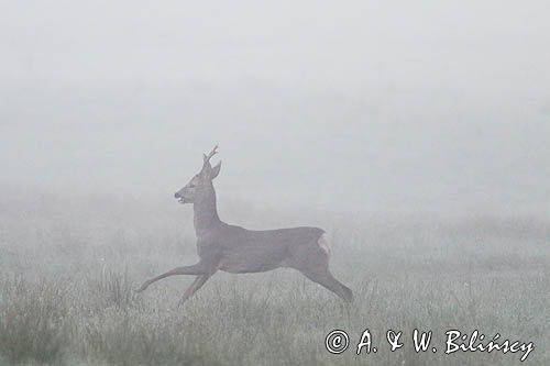 sarna samiec koziołek, Capreolus capreolus