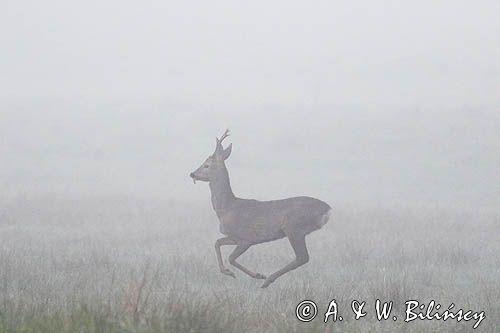 sarna samiec koziołek, Capreolus capreolus