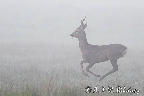 sarna samiec koziołek, Capreolus capreolus