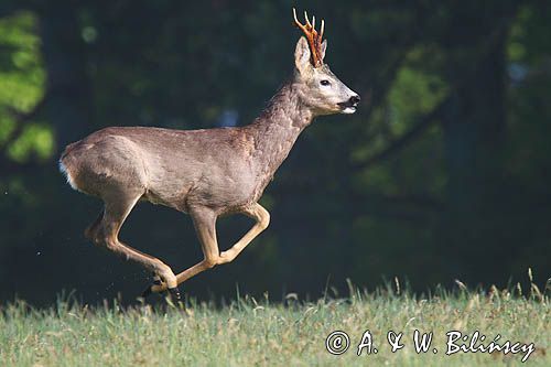 sarna samiec koziołek, Capreolus capreolus