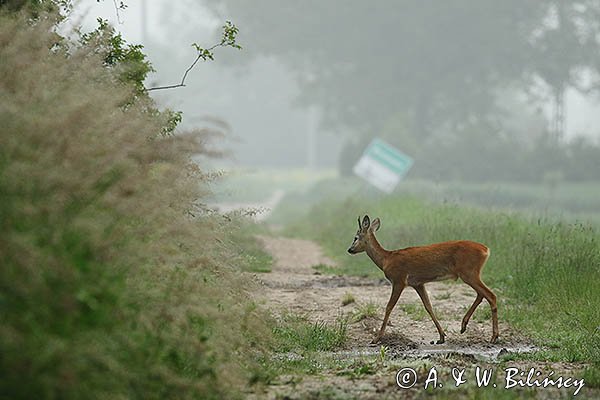 Sarna, Capreolus capreolus, koziołek