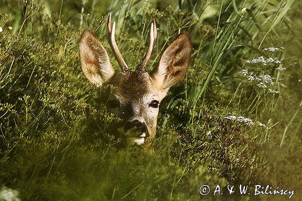 Sarna, Capreolus capreolus, koziołek