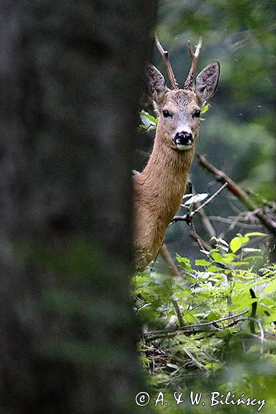 sarna, Capreolus capreolus, koziołek