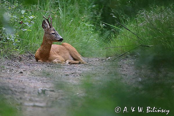 sarna, Capreolus capreolus, koziołek