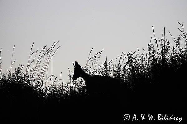 Sarna, koziołek, Capreolus capreolus