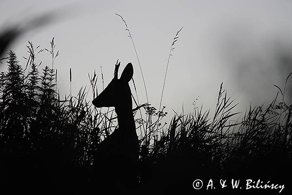 Sarna, koziołek, Capreolus capreolus
