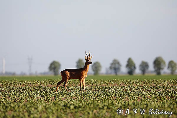 Sarna, koziołek, Capreolus capreolus