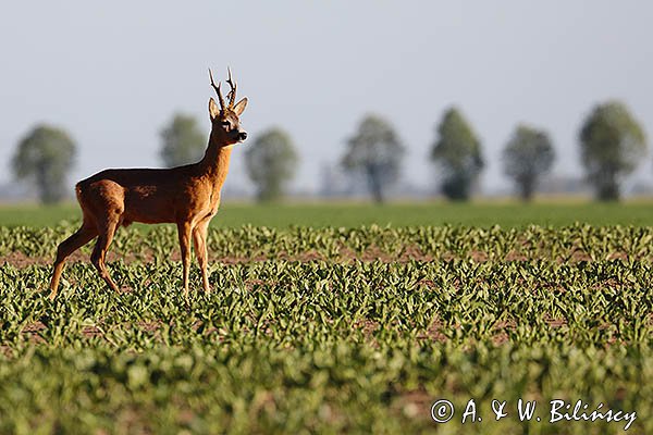 Sarna, koziołek, Capreolus capreolus