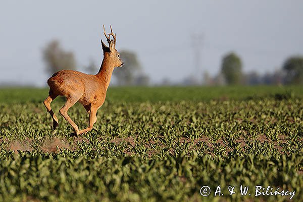 Sarna, koziołek, Capreolus capreolus