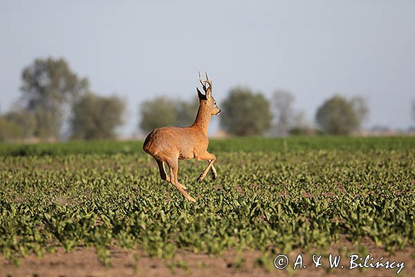 Sarna, koziołek, Capreolus capreolus