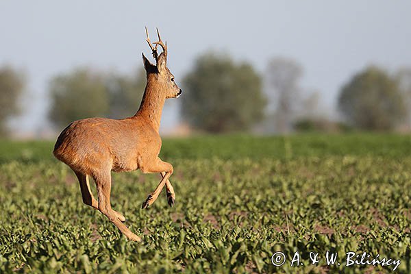 Sarna, koziołek, Capreolus capreolus