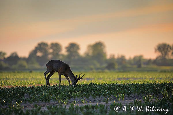 Sarna, koziołek, Capreolus capreolus