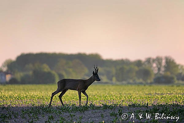 Sarna, koziołek, Capreolus capreolus