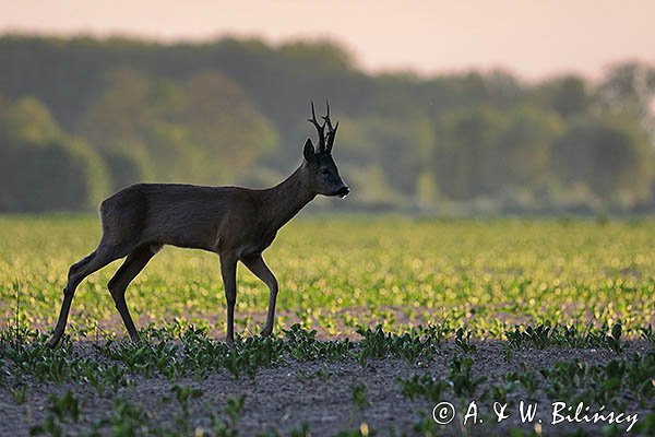 Sarna, koziołek, Capreolus capreolus