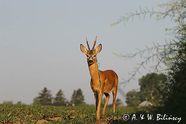 Sarna, Capreolus capreolus, koziołek
