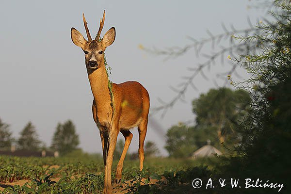 Sarna, Capreolus capreolus, koziołek