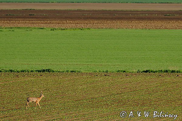Sarna, Capreolus capreolus, koziołek, żuławy Wiślane