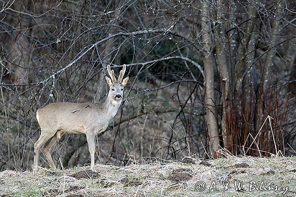 sarna samiec koziołek, Capreolus capreolus