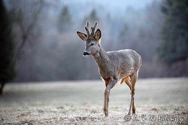 Sarna, Capreolus capreolus, koziołek