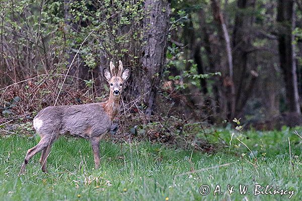 sarna samiec koziołek, Capreolus capreolus
