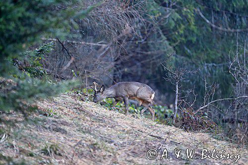 Sarna, sarna europejska, Capreolus capreolus, koziołek, samiec, rogi w scypule