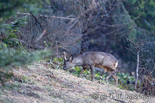 Sarna, sarna europejska, Capreolus capreolus, koziołek, samiec, rogi w scypule