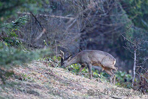 Sarna, sarna europejska, Capreolus capreolus, koziołek, samiec, rogi w scypule